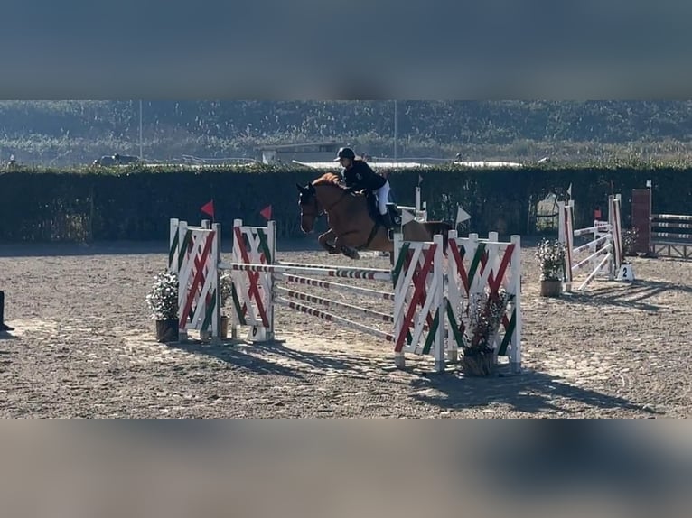 Italienisches Reitpferd Wallach 11 Jahre 163 cm Dunkelfuchs in Rome