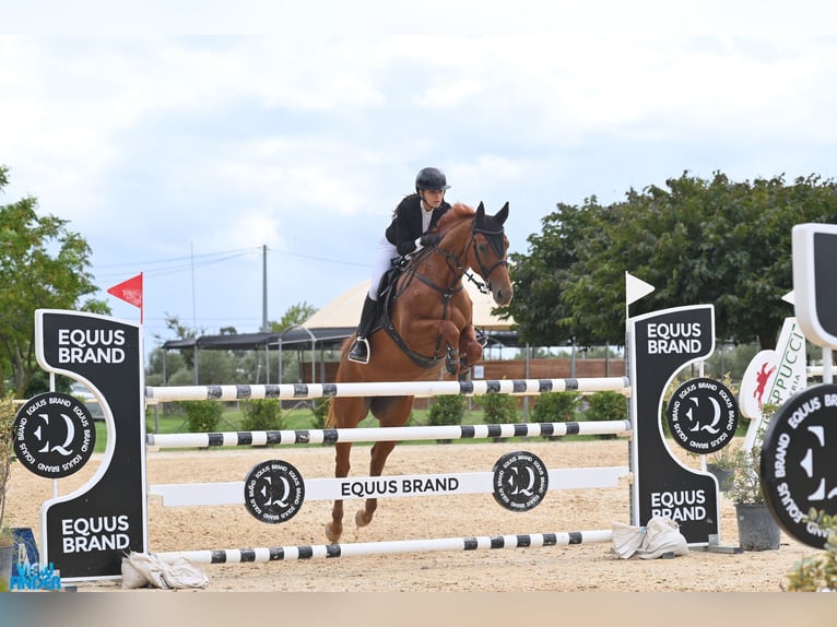 Italienisches Reitpferd Wallach 11 Jahre 163 cm Dunkelfuchs in Rome