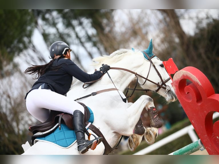 Italienisches Reitpferd Wallach 11 Jahre 171 cm Schimmel in SIENA