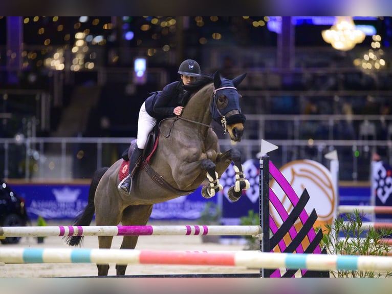 Italienisches Reitpferd Wallach 11 Jahre 174 cm Brauner in NettetaL