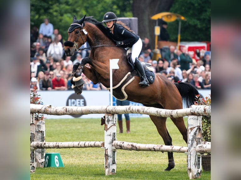 Italienisches Reitpferd Wallach 11 Jahre 174 cm Brauner in NettetaL