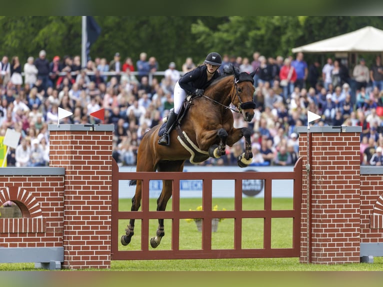 Italienisches Reitpferd Wallach 11 Jahre 174 cm Brauner in NettetaL