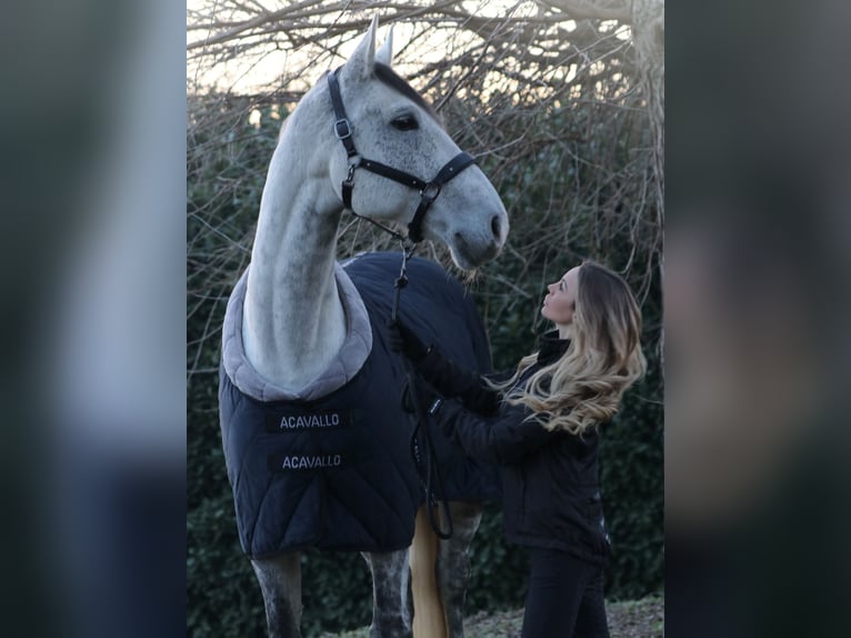 Italienisches Reitpferd Wallach 11 Jahre 178 cm Schimmel in Calò