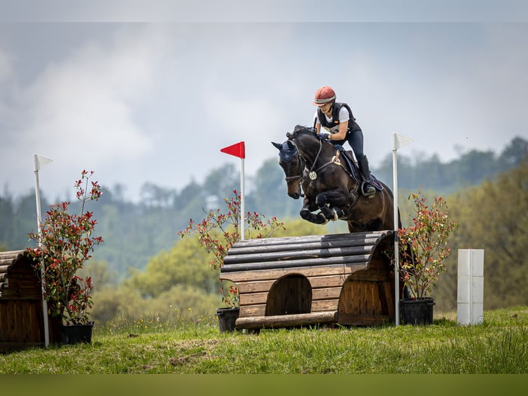 Italienisches Reitpferd Wallach 12 Jahre 163 cm Dunkelbrauner in Roma
