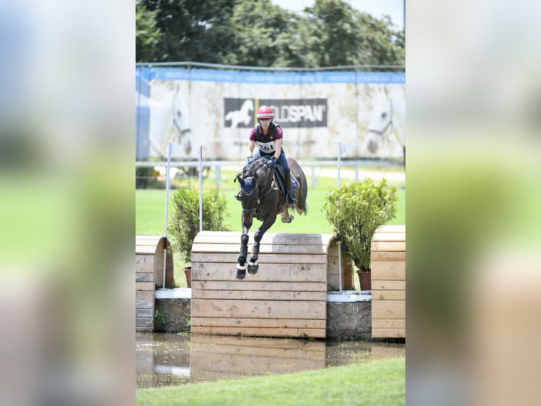 Italienisches Reitpferd Wallach 12 Jahre 163 cm Dunkelbrauner in Roma
