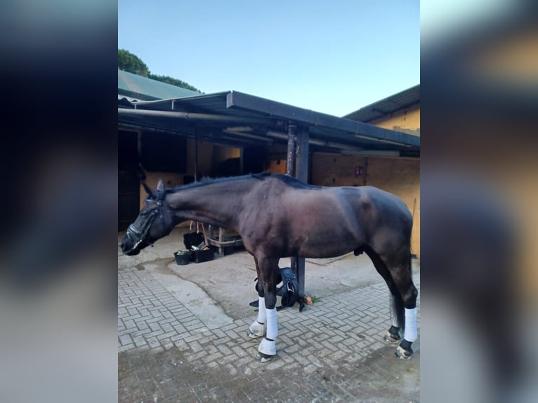 Italienisches Reitpferd Wallach 12 Jahre 164 cm Dunkelbrauner in Rapallo