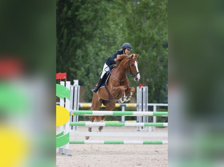 Italienisches Reitpferd Wallach 12 Jahre 168 cm Fuchs in Campagnano Di Roma