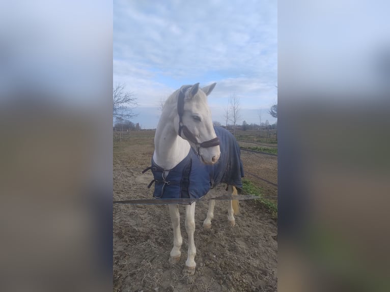 Italienisches Reitpferd Wallach 13 Jahre 166 cm Fliegenschimmel in Stra'