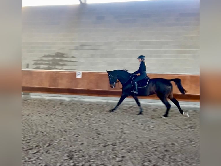 Italienisches Reitpferd Wallach 13 Jahre 168 cm Schwarzbrauner in Magenta
