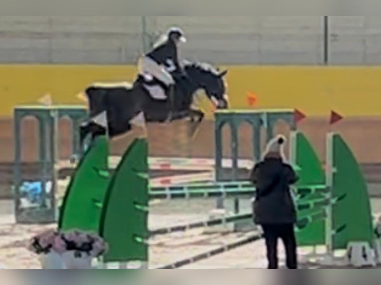 Italienisches Reitpferd Wallach 13 Jahre 168 cm Schwarzbrauner in Magenta