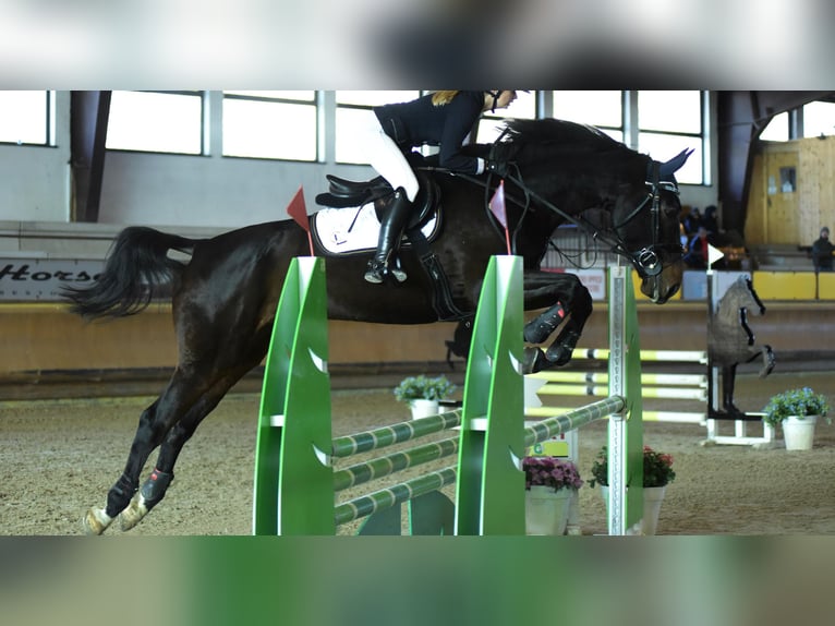 Italienisches Reitpferd Wallach 13 Jahre 168 cm Schwarzbrauner in Magenta