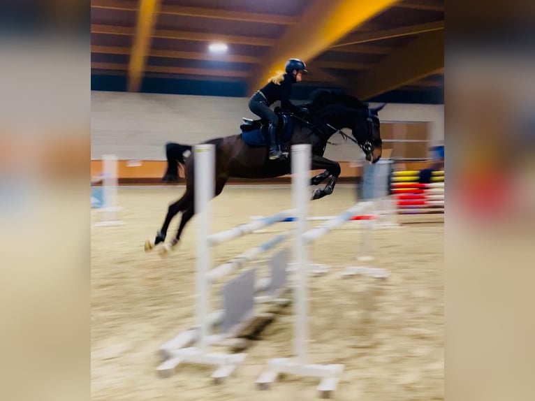 Italienisches Reitpferd Wallach 13 Jahre 168 cm Schwarzbrauner in Magenta