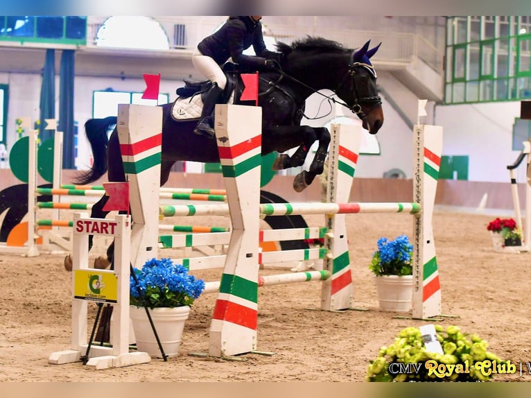Italienisches Reitpferd Wallach 13 Jahre 168 cm Schwarzbrauner in Magenta
