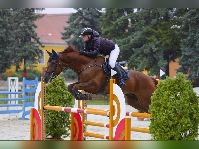Italienisches Reitpferd Wallach 13 Jahre 170 cm Dunkelfuchs in Győr-Moson-Sopron