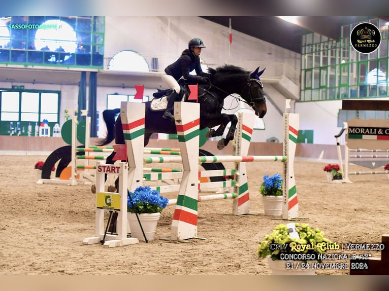 Italienisches Reitpferd Wallach 13 Jahre Schwarzbrauner in Magenta