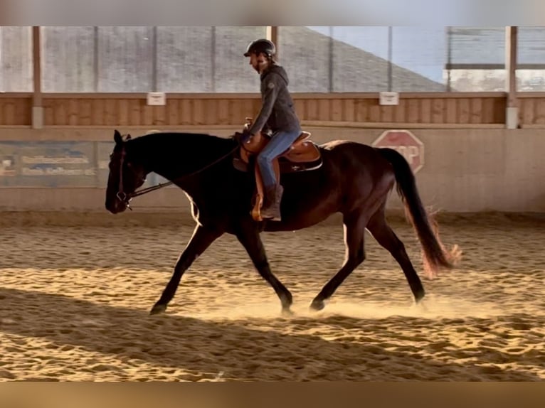 Italienisches Reitpferd Wallach 14 Jahre 162 cm Rappe in Bad Abbach