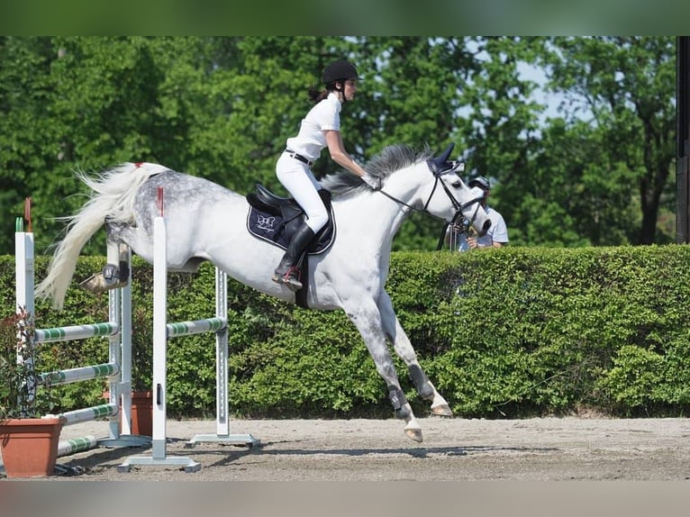Italienisches Reitpferd Wallach 14 Jahre 168 cm Schimmel in albinea