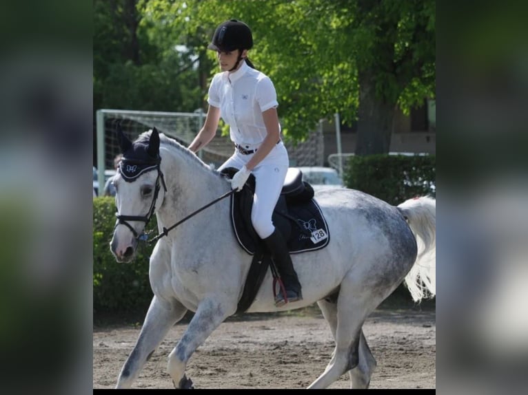 Italienisches Reitpferd Wallach 14 Jahre 168 cm Schimmel in albinea