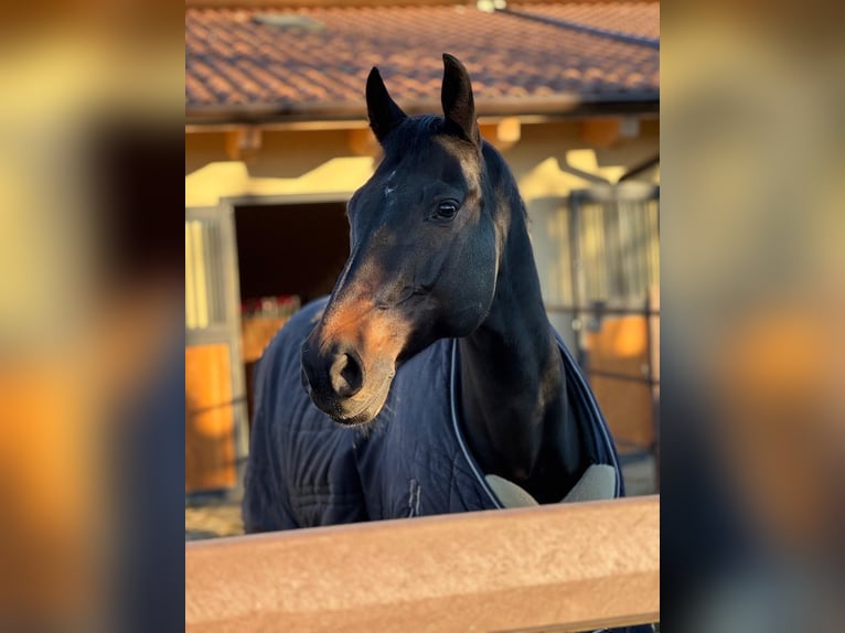 Italienisches Reitpferd Wallach 15 Jahre 167 cm Dunkelbrauner in Guanzate
