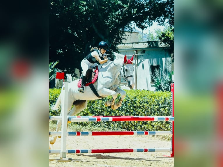 Italienisches Reitpferd Wallach 15 Jahre 170 cm Schimmel in In Via San Nicola