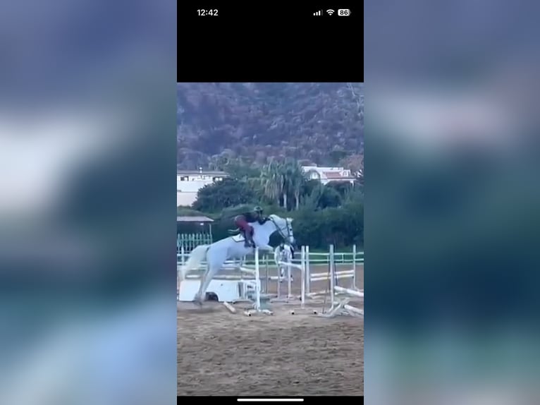 Italienisches Reitpferd Wallach 15 Jahre 170 cm Schimmel in In Via San Nicola