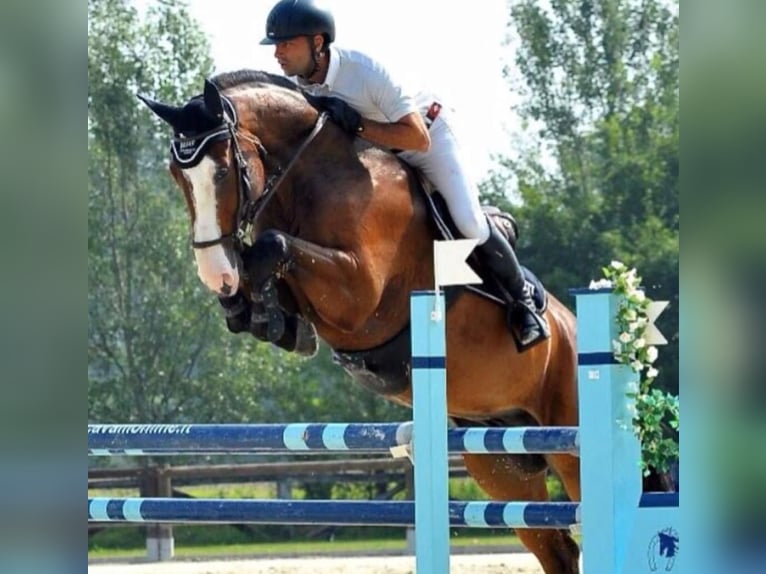 Italienisches Reitpferd Wallach 16 Jahre 175 cm Brauner in Modena