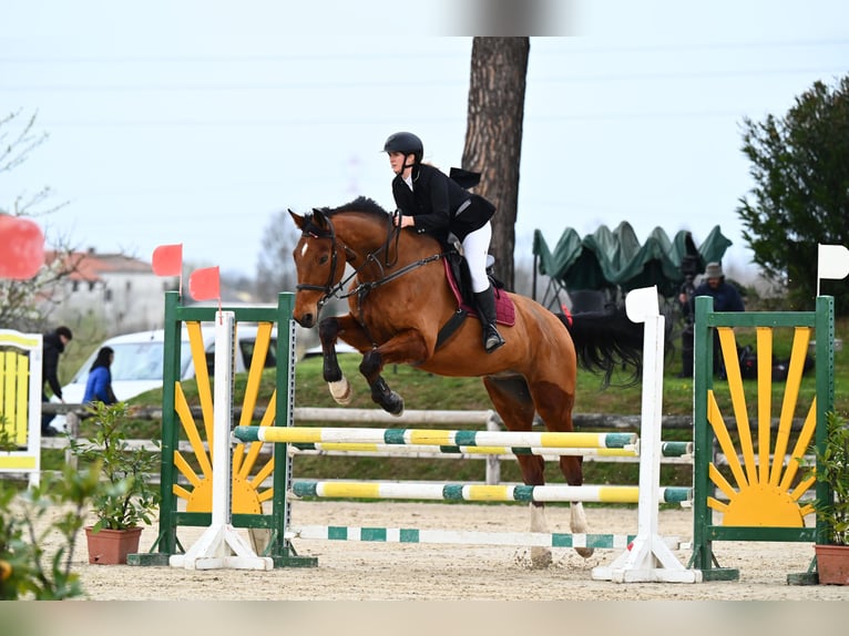 Italienisches Reitpferd Wallach 16 Jahre 175 cm Brauner in Trieste
