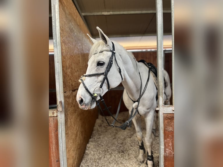 Italienisches Reitpferd Wallach 16 Jahre Schimmel in Casandrino