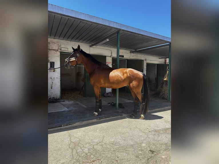Italienisches Reitpferd Wallach 16 Jahre in Valenzano