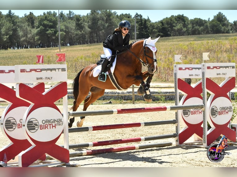 Italienisches Reitpferd Wallach 16 Jahre in Valenzano