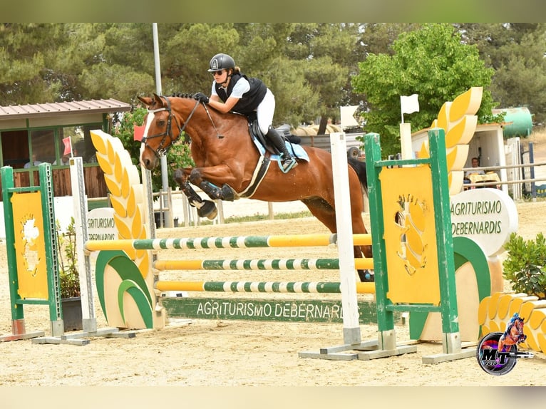 Italienisches Reitpferd Wallach 16 Jahre in Valenzano
