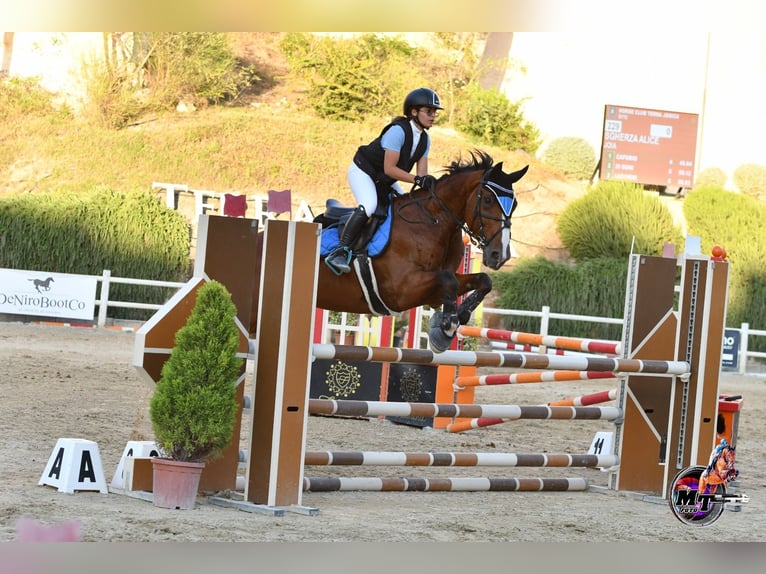 Italienisches Reitpferd Wallach 16 Jahre in Valenzano