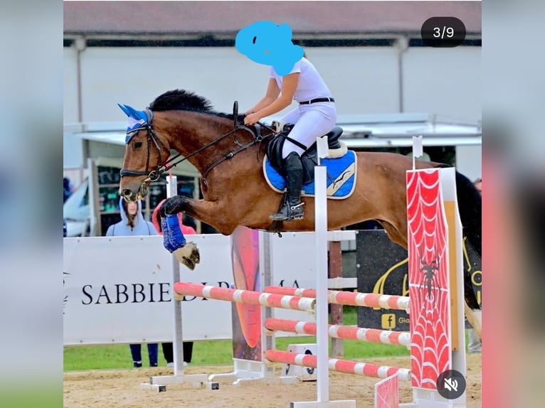 Italienisches Reitpferd Wallach 17 Jahre 172 cm Dunkelbrauner in Alpignano