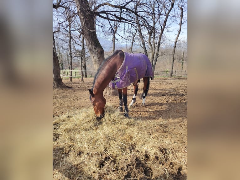 Italienisches Reitpferd Wallach 17 Jahre 172 cm Dunkelbrauner in Alpignano