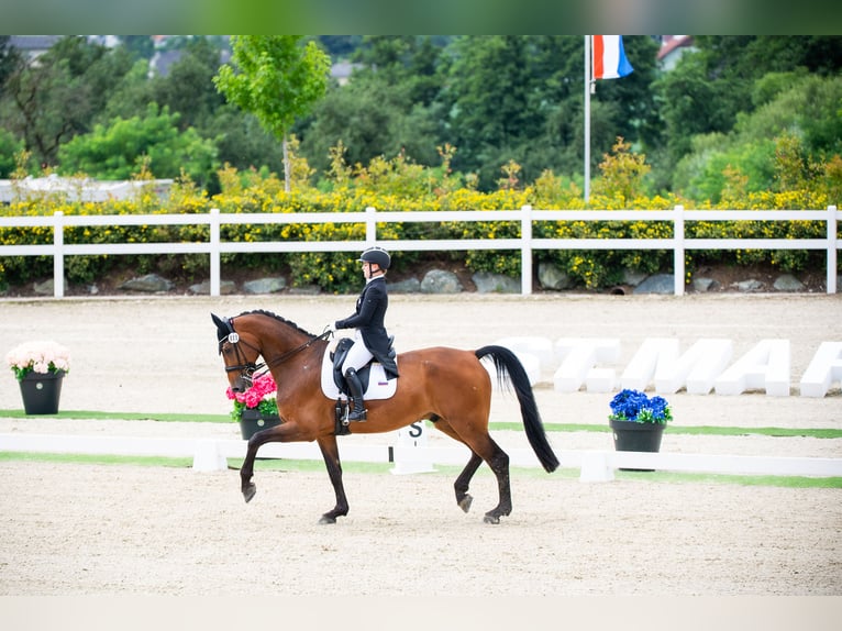 Italienisches Reitpferd Wallach 17 Jahre 175 cm Brauner in Domžale