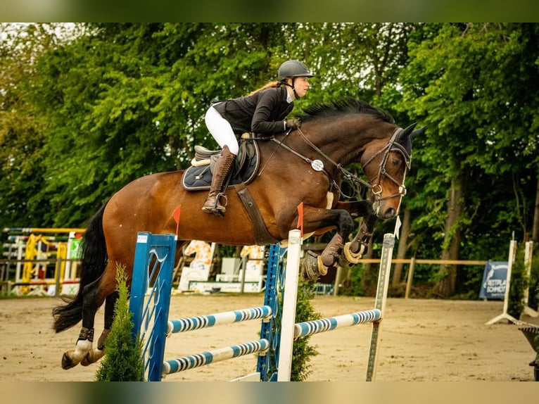 Italienisches Reitpferd Wallach 17 Jahre 180 cm Brauner in Burgwedel