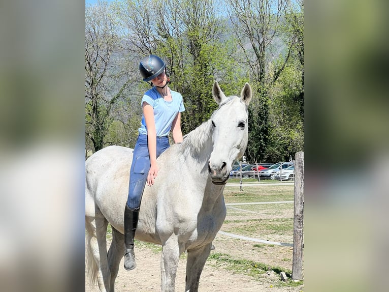 Italienisches Reitpferd Wallach 17 Jahre 181 cm Schimmel in Verbania