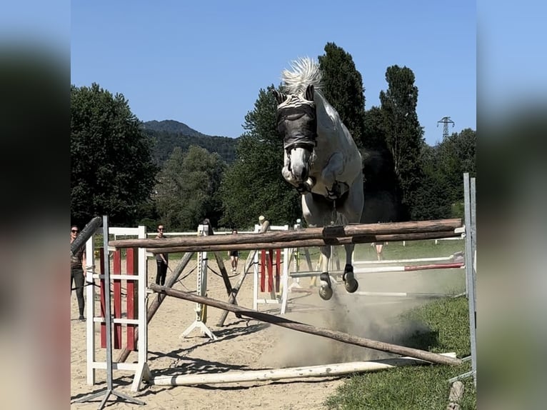 Italienisches Reitpferd Wallach 17 Jahre 181 cm Schimmel in Verbania