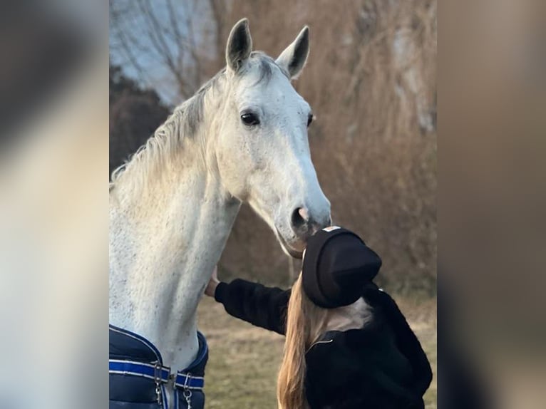 Italienisches Reitpferd Wallach 17 Jahre 181 cm Schimmel in Verbania