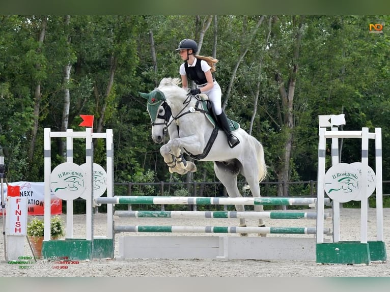 Italienisches Reitpferd Wallach 17 Jahre 181 cm Schimmel in Verbania