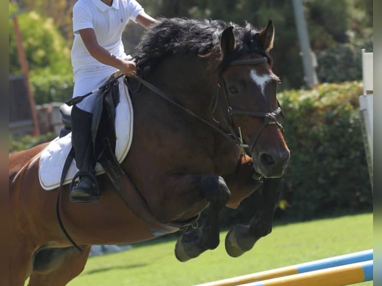 Italienisches Reitpferd Wallach 18 Jahre 162 cm Brauner in Favara