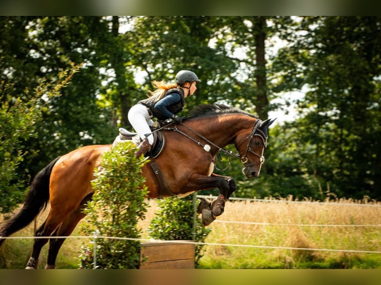 Italienisches Reitpferd Wallach 18 Jahre 180 cm Brauner in Burgwedel