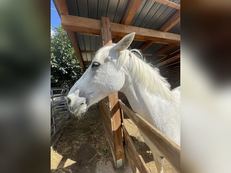 Italienisches Reitpferd Mix Wallach 19 Jahre 164 cm Schimmel in Luzzi