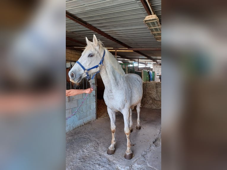 Italienisches Reitpferd Mix Wallach 19 Jahre 164 cm Schimmel in Luzzi