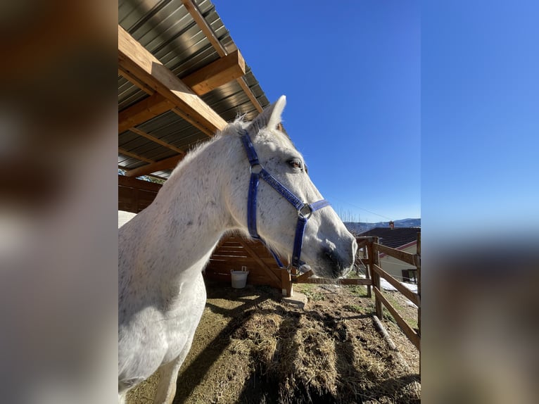 Italienisches Reitpferd Mix Wallach 19 Jahre 164 cm Schimmel in Luzzi