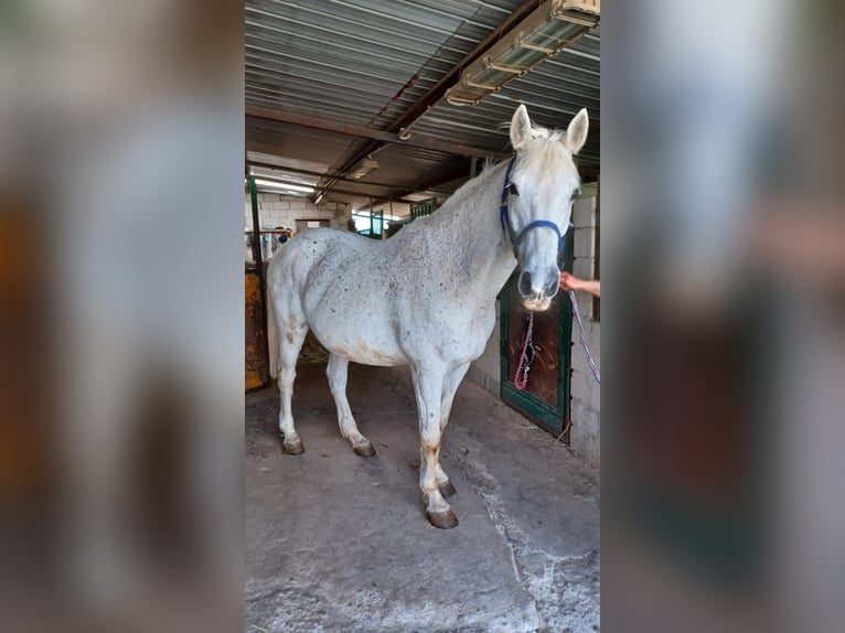 Italienisches Reitpferd Mix Wallach 19 Jahre 164 cm Schimmel in Luzzi