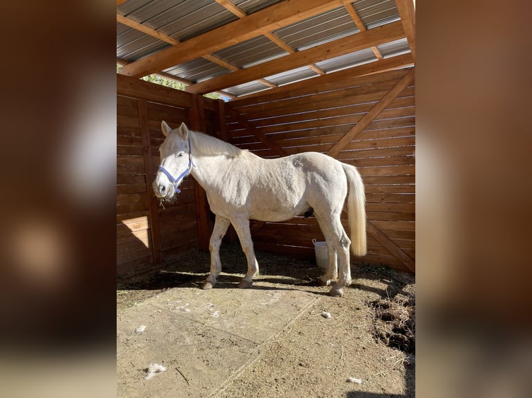 Italienisches Reitpferd Mix Wallach 19 Jahre 164 cm Schimmel in Luzzi