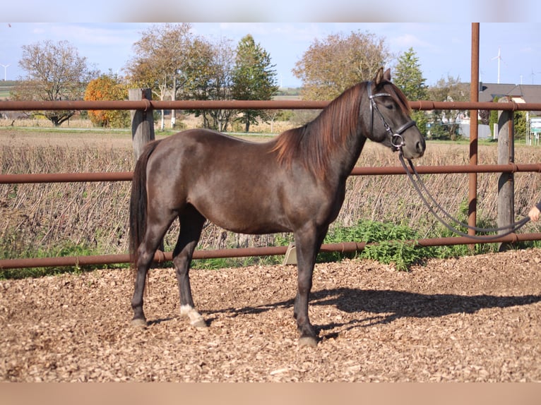 Italienisches Reitpferd Mix Wallach 3 Jahre 140 cm Dunkelbrauner in Hohenruppersdorf