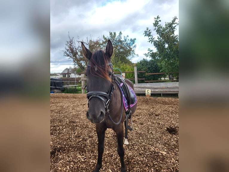 Italienisches Reitpferd Mix Wallach 3 Jahre 140 cm Dunkelbrauner in Hohenruppersdorf