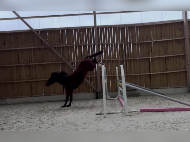 Italienisches Reitpferd Wallach 3 Jahre 161 cm Brauner in La Haye-Saint-Sylvestre